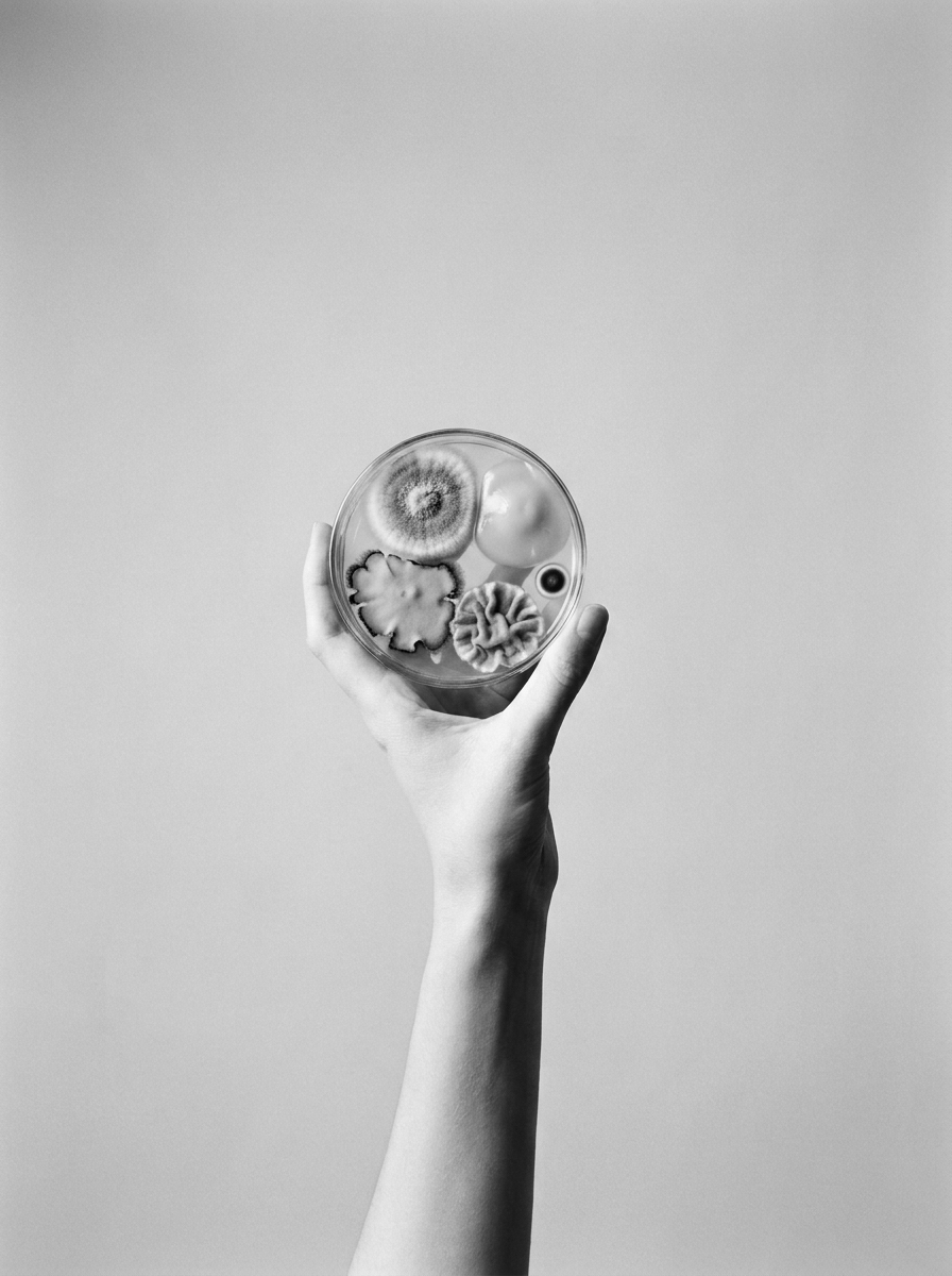 A bare arm raised against a plain pale ground, the hand holding up a round glass petri dish. Five cultures grow inside it and no two are the same shape: a fuzzy ringed disc, a smooth swollen lobe, a flat ragged spread, a ruffled pleat, and one small dark button.